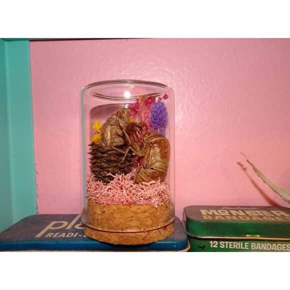 Cicada Skin in Pinecone Nature Art Oddity Jar flower goth curiosity taxidermy - Picture 7 of 10